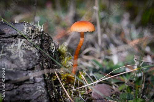 inedible mushrooms in the forest