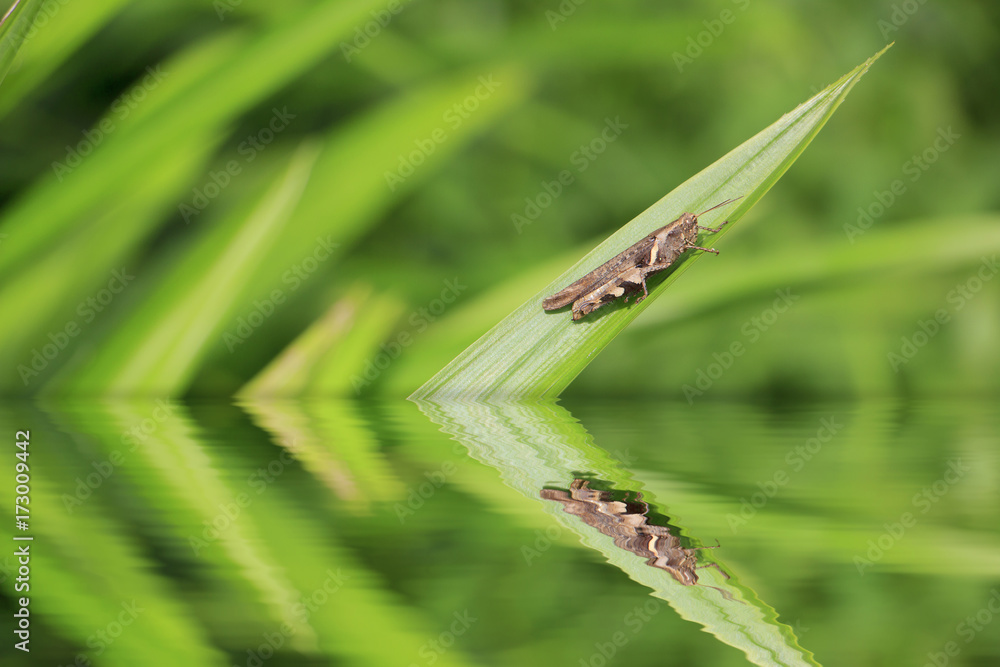 grasshopper on pandan leaf with water reflection grasshopper on pandan leaf with water reflection