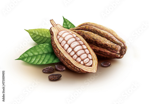 Cocoa pods, cocoa beans and leaves