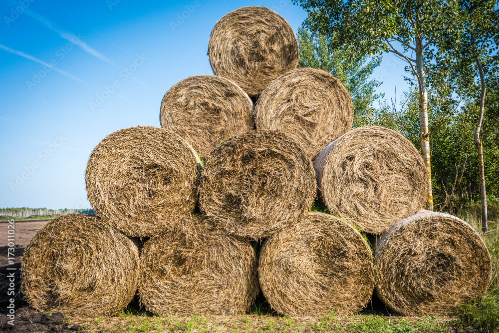 hay making for the winter on the collective farm hay making for the winter on the collective farm