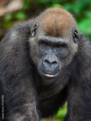 Gorilla in Gabon Endangered eastern gorilla in the beauty of african jungle  (Gorilla gorilla) © vaclav