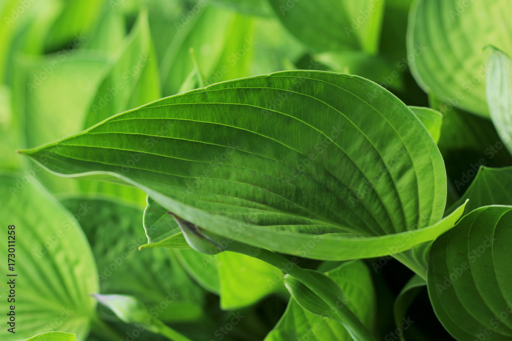 Green leaf on the green backgrounds Green leaf on the green backgrounds