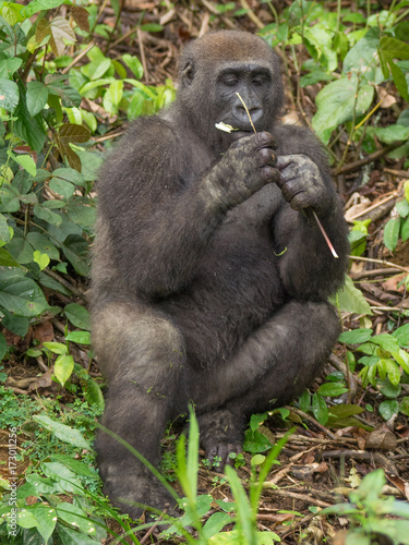 Gorilla in Gabon Endangered eastern gorilla in the beauty of african jungle   Gorilla gorilla 