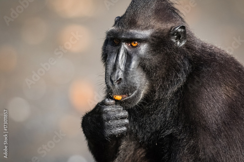 celebes crested macaque in wildlife photo