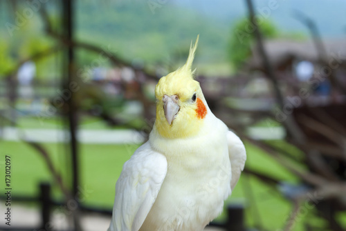 White cockatoo