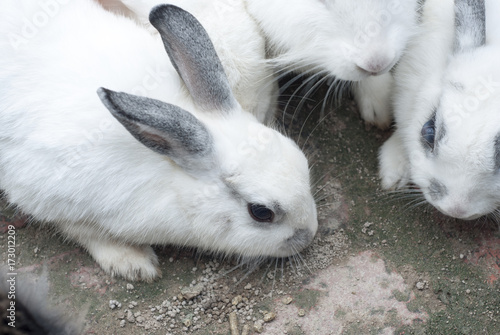 Rabbit eating food
