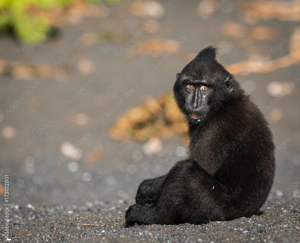 Fotografie celebes crested macaque in wildlife