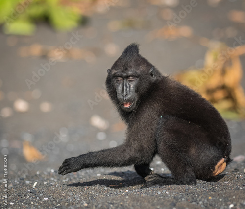 celebes crested macaque in wildlife photo