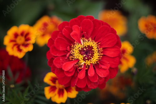 Bright colorful close up of one red beautiful flower of the zinnia elegance or common zinnia in the garden  top view  on the green leaves and marigolds bokeh background
