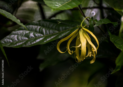 Perfume Tree or Ylang Ylang photo