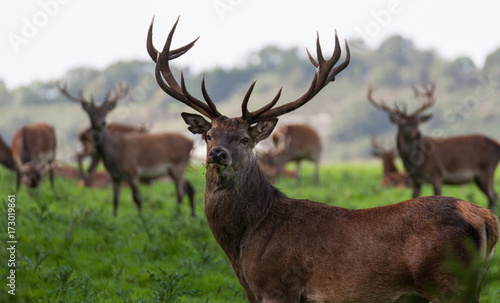 Fototapeta Naklejka Na Ścianę i Meble -  powerful stag red deer grazing in a grass field