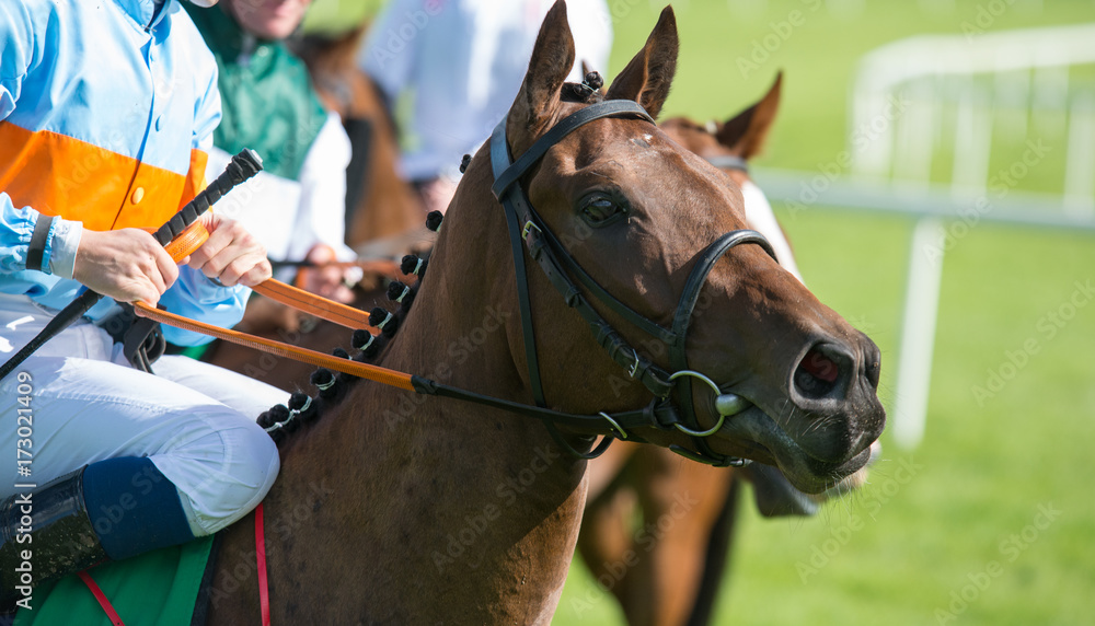 Obraz premium Close up on racehorse and jockey walking around the racetrack