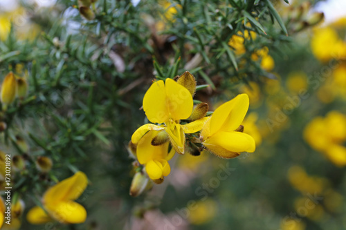 Stechginster (Ulex europaeus) photo