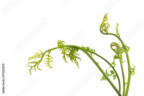  Vegetable fern isolated on white background.