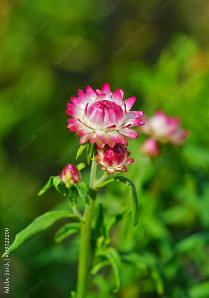 Straw flowers (xerochrysum bracteatum) growing in the garden Straw flowers (xerochrysum bracteatum) growing in the garden