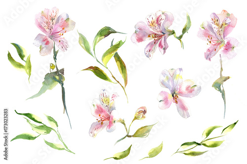 Fototapeta Naklejka Na Ścianę i Meble -  Collection romantic watercolor alstroemeria flowers