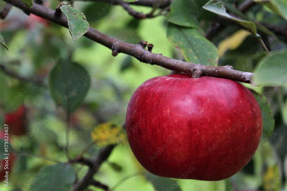 Fruit Apple in Tree on Branch Red Fruit Apple in Tree on Branch Red