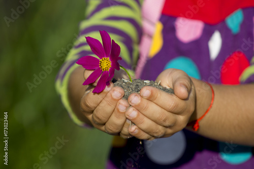 Child`s hands hold flowers on a sunny day. A children's hobby and activity is planting flowers in a garden. photo