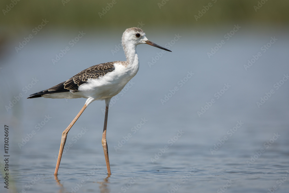 Black-winged Stilt Black-winged Stilt