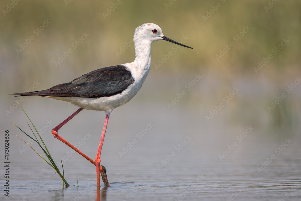 Black-winged Stilt Black-winged Stilt