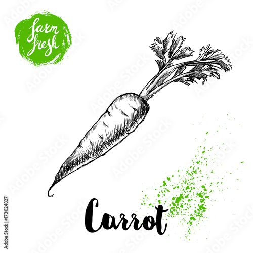 Hand drawn sketch style carrot with leafs poster. Vintage looking root isolated on white background. Vector vegetables illustration.