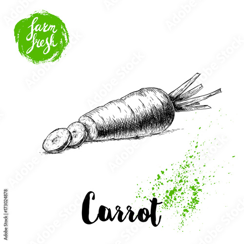 Hand drawn sketch style carrot with slices poster. Vintage looking root isolated on white background. Vector vegetables illustration.