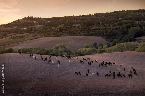 Casale Marittimo  Tuscany  Italy  view through the fields with the flock of sheep on september