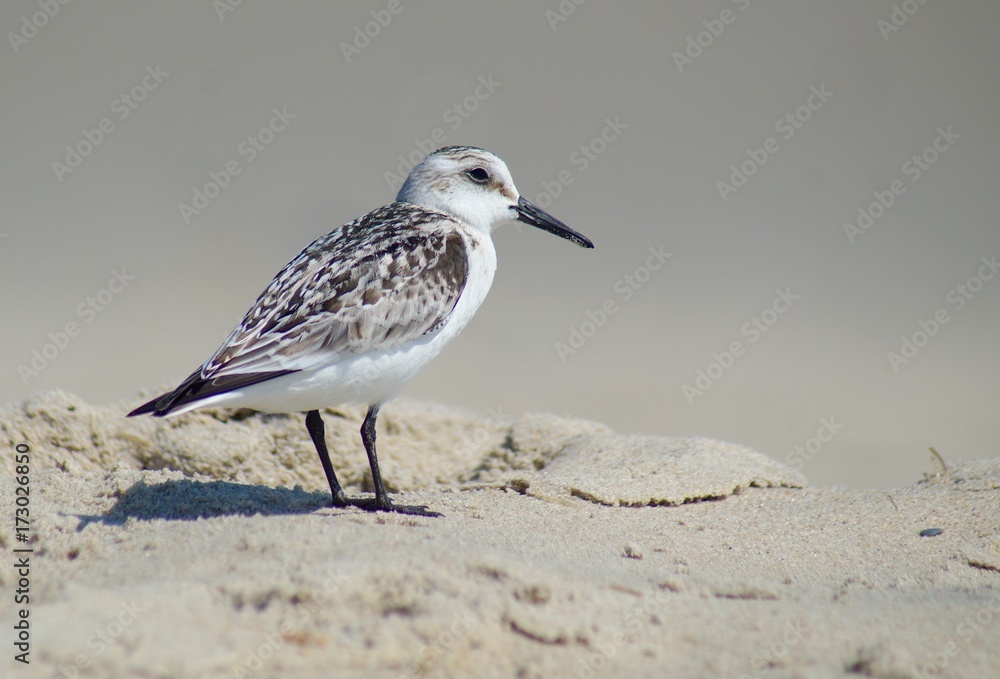 Sanderling on the Beach Sanderling on the Beach