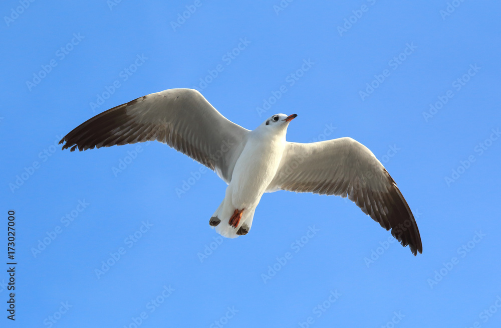 Seagull flying in the blue sky. Seagull flying in the blue sky.