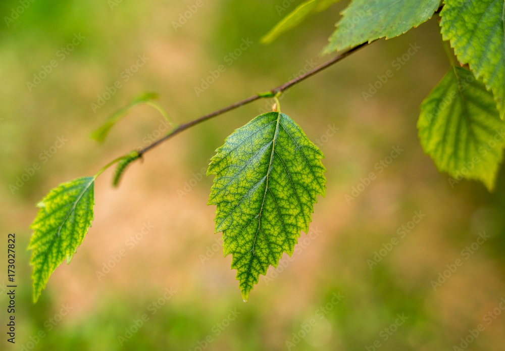 Birch tree leaf closeup. Spring forest background. Birch tree leaf closeup. Spring forest background.