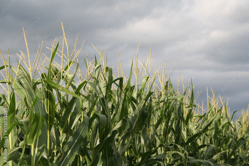 Fototapeta premium Campo di mais in estate con temporale