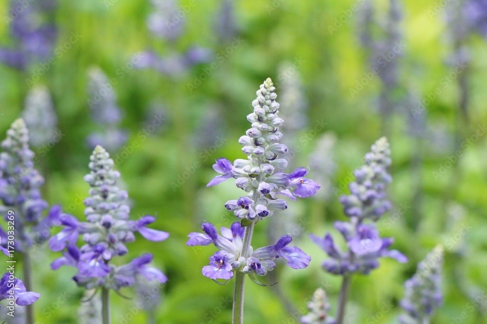 Purple salvia flowers at beautiful in garden Purple salvia flowers at beautiful in garden