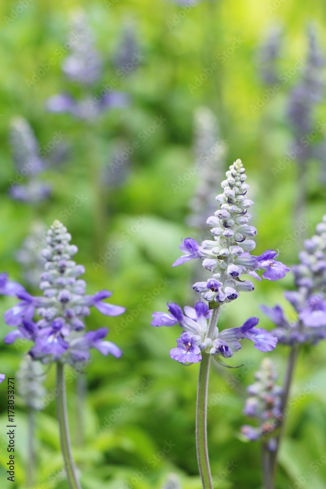 Obraz premium Purple salvia flowers at beautiful in garden