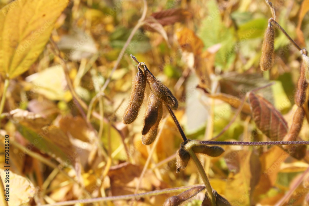 Obraz premium Piante di soia nel campo in autunno
