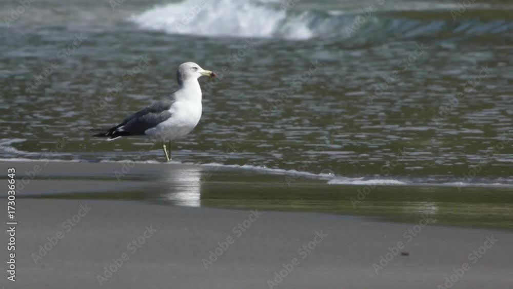 波打ち際のカモメ 波打ち際のカモメ