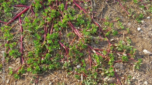 Ants crowling through red colored Purslane plant with green leaves. Shot in slow-motion hd
