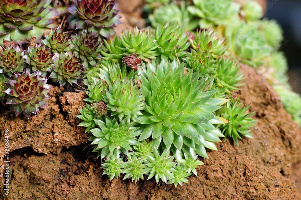 Dekorative Hauswurze (Sempervivum) eingepflanzt in einem Lavastein Dekorative Hauswurze (Sempervivum) eingepflanzt in einem Lavastein