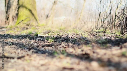 Wallpaper Mural Old Forest Torontodigital.ca