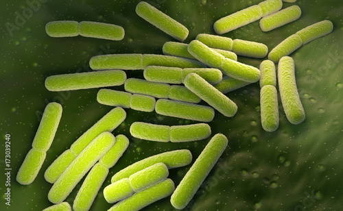 E. coli. Escherichia coli bacteria cells photo