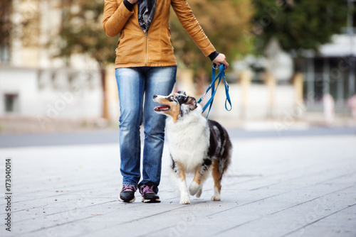 Fototapeta Naklejka Na Ścianę i Meble -  australian shepherd dog on a walk with owner