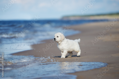 curious puppy walking on the beach
