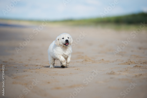 golden retriever puppy runs on the beach © otsphoto