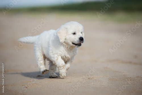 happy golden retriever puppy running on the beach © otsphoto