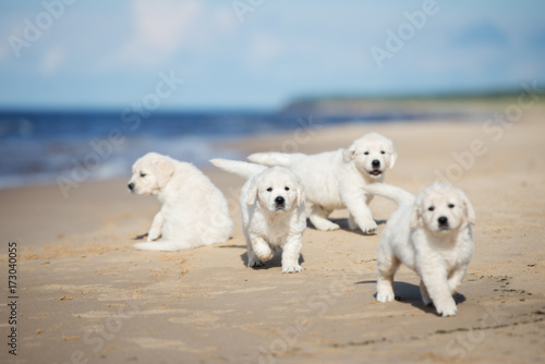 four funny puppies walking by the sea