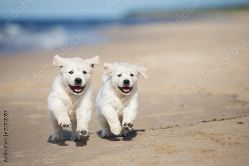 two happy puppies running on the beach