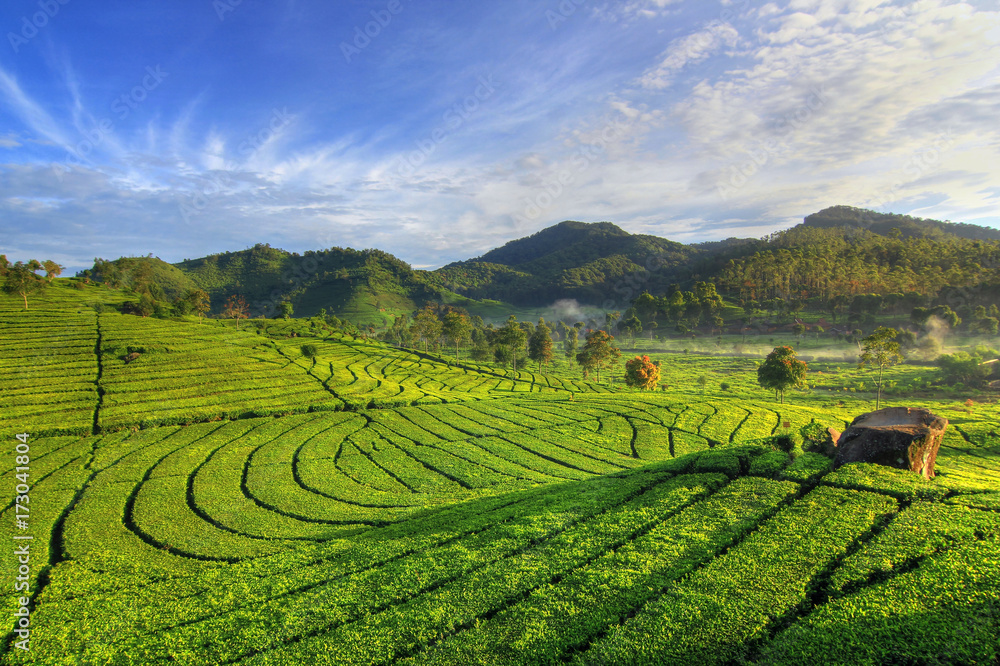 Rancabali Tea Plantation