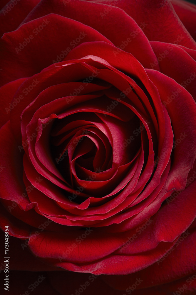 A single red rose in  close up