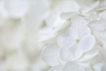 White flower background