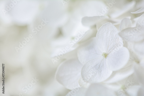 White flower background