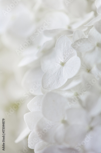 White flower background